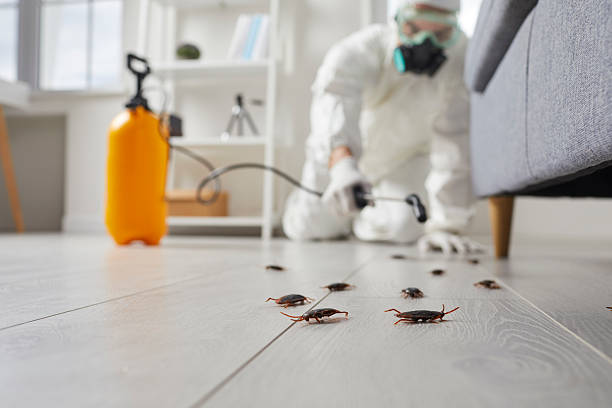 Post-Treatment Bed Bug Interceptor Monitoring in Woburn